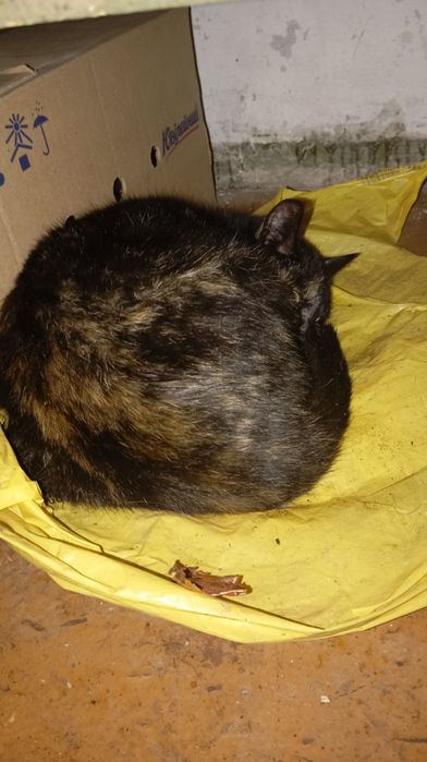 Срочно отдам кошечек  в добрые руки!