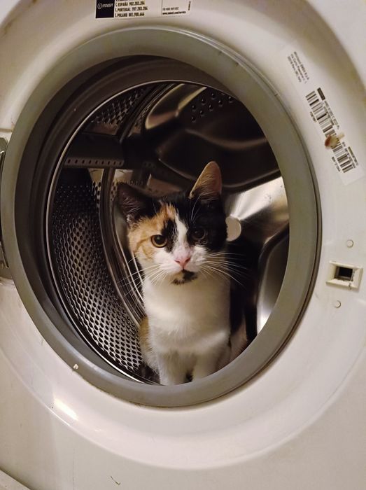 Malina i Łokietek szukają wspólnego domku