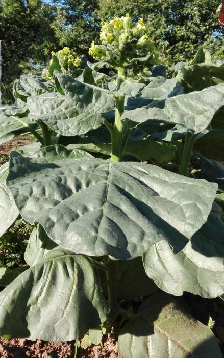 Махорка тютюн насіння