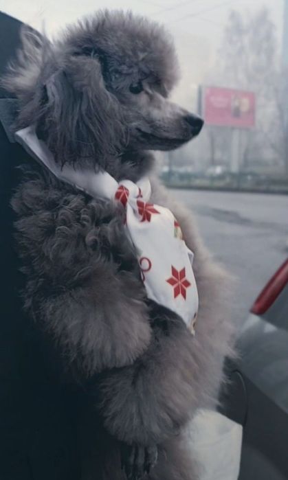 Malutki piękny pudel toy