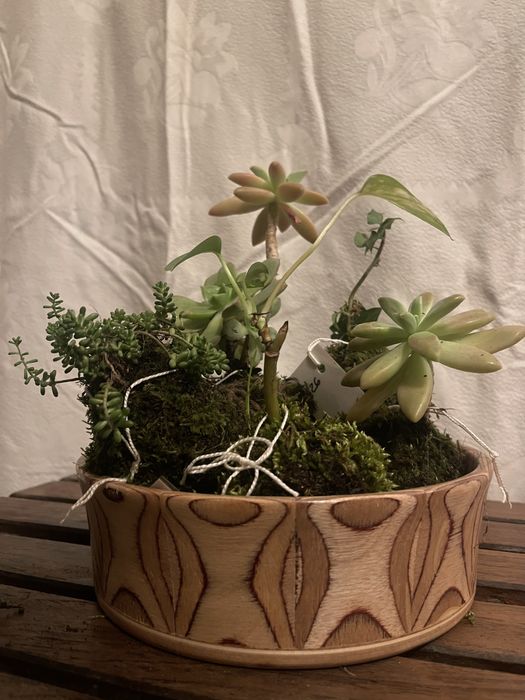 Kokadamas plantas naturais