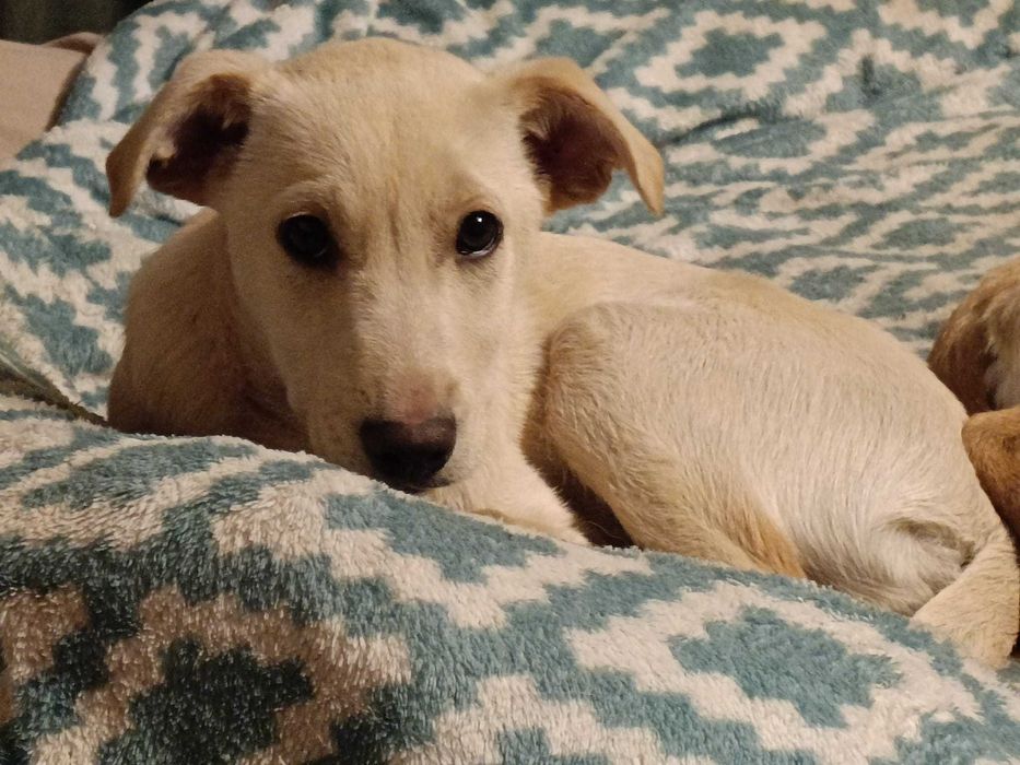 Szczeniaki gotowe na nowy dom