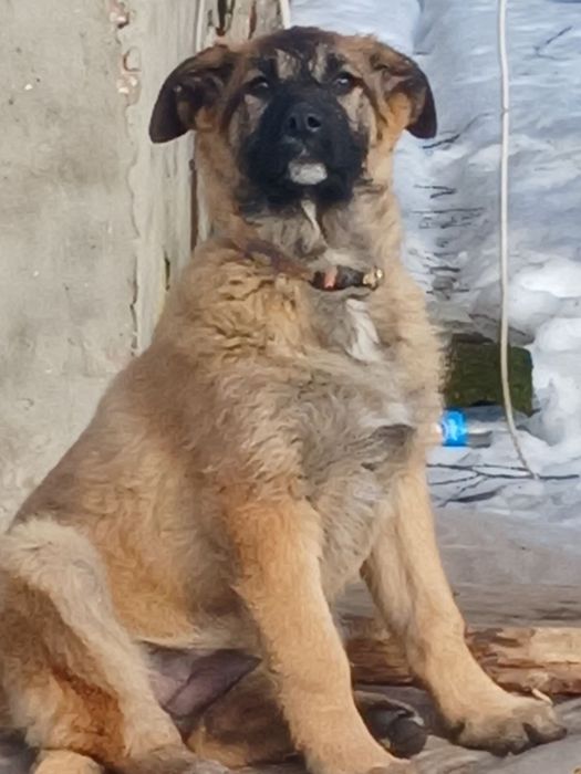 Цуценя метис від Алабая