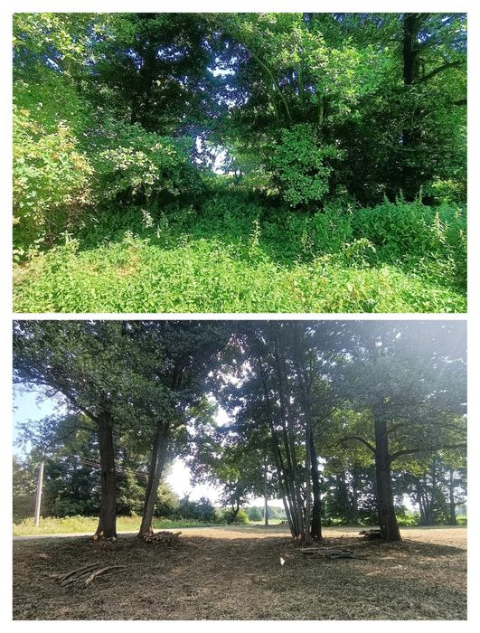 Czyszczenie działek Wycinka drzew