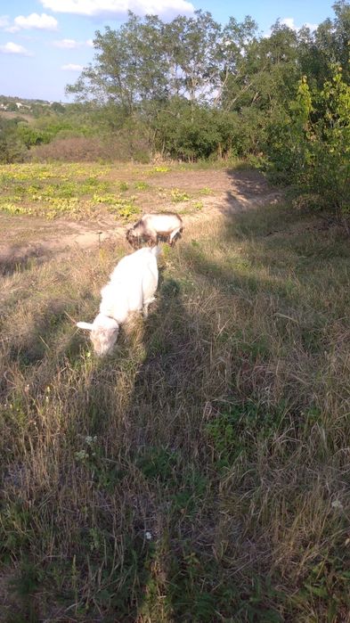 Козел Зааненський без документів. Продамо на плем'я.