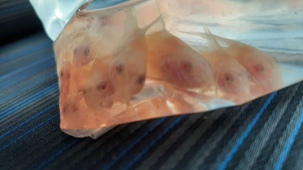 kiryski ( pstry, złoty, spiżowy)