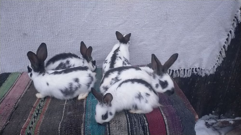 Сткокачі і шиншила . Кролики м'ясної породи.