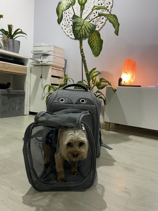 Mochila para transportar cão