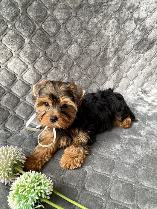 Йорки неймовірні