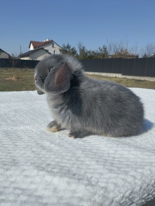 Декоративні кролики