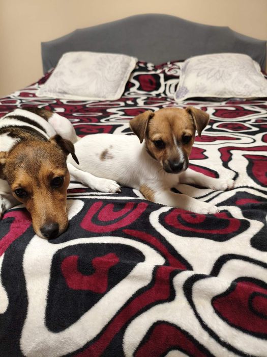 Продам щенят Джек расел