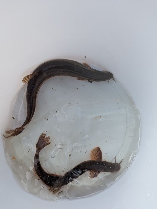 Вюни для зарибилення