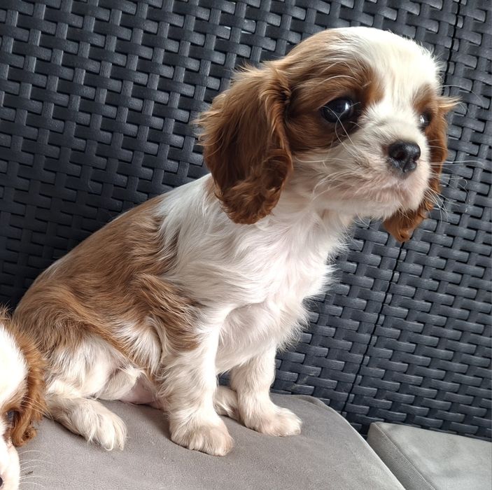 Cavalier King Charles spaniel