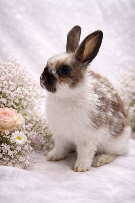 Декоративные кролики, домашние крольчата