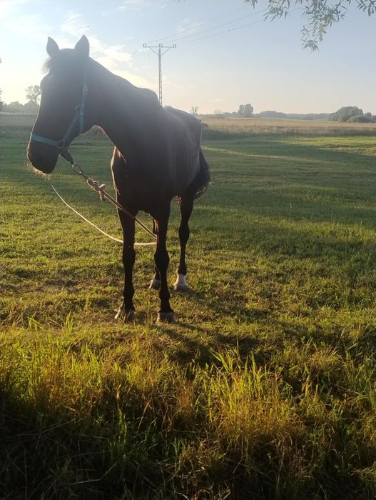 Klacz konia szlachetnego