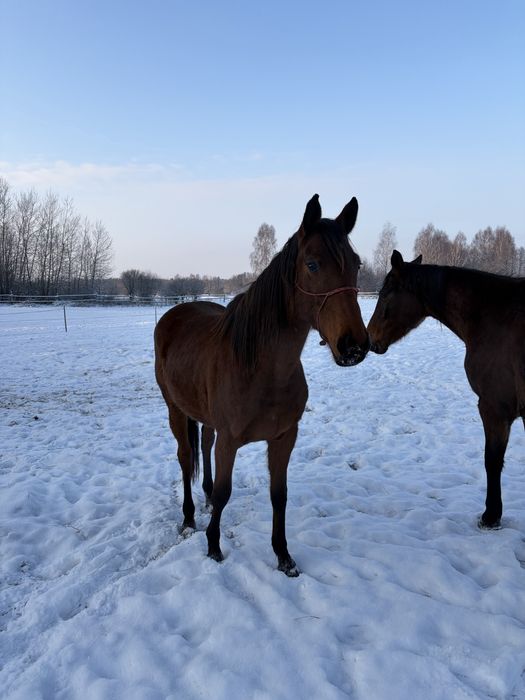 Klacz sp siodło skoki