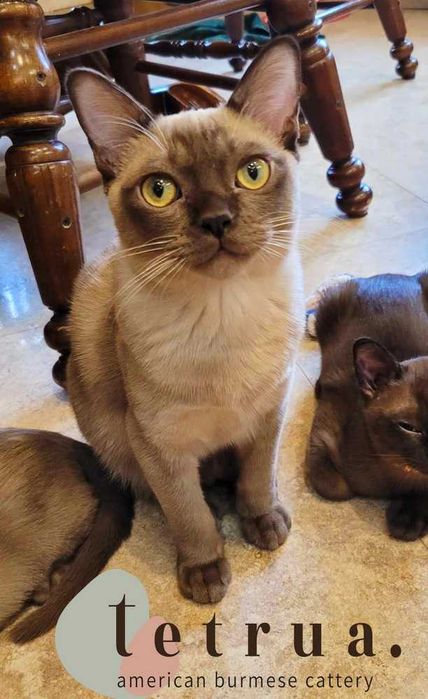 Котик бурмы американской, очень ласковый и ручной!
