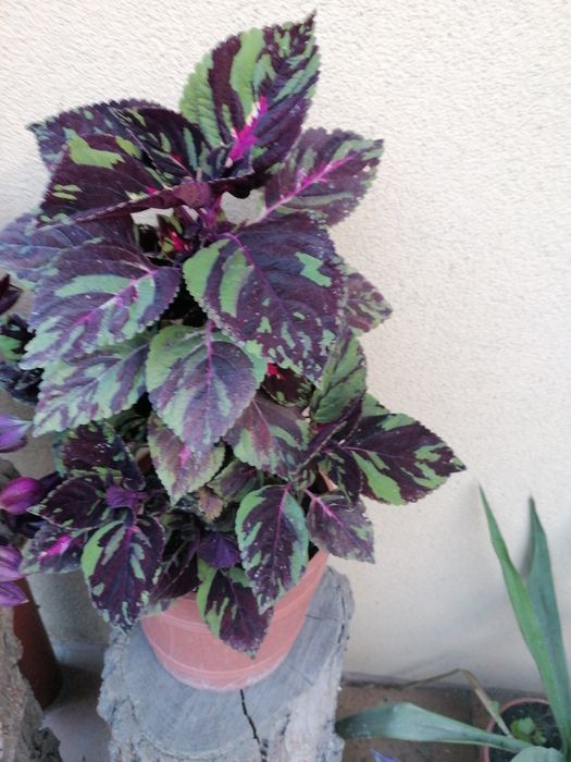 Pokrzywka duża sadzonka