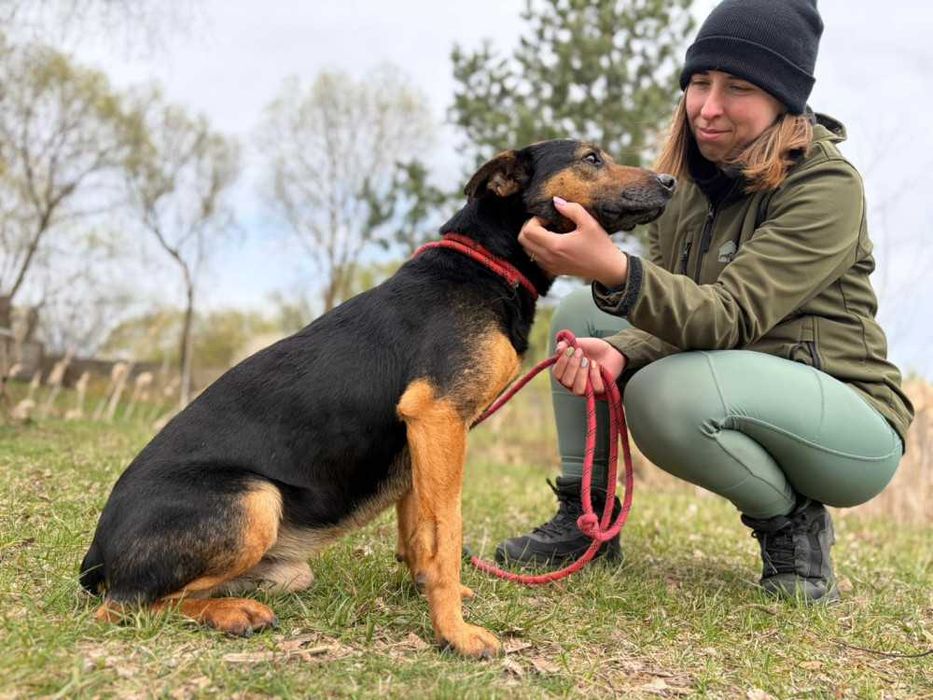 095810 Pluto do adopcji