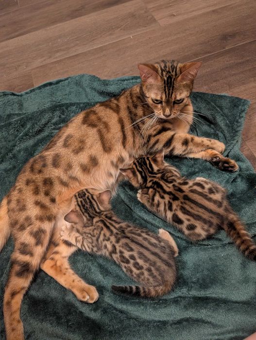 Бенгальські кошенята