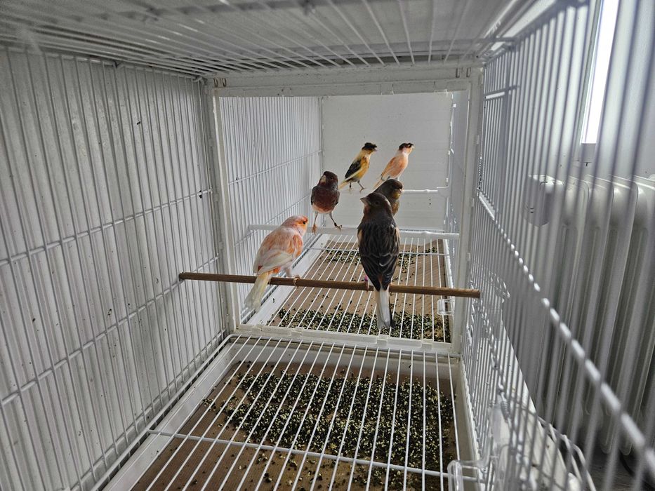 Canarios arlequim português