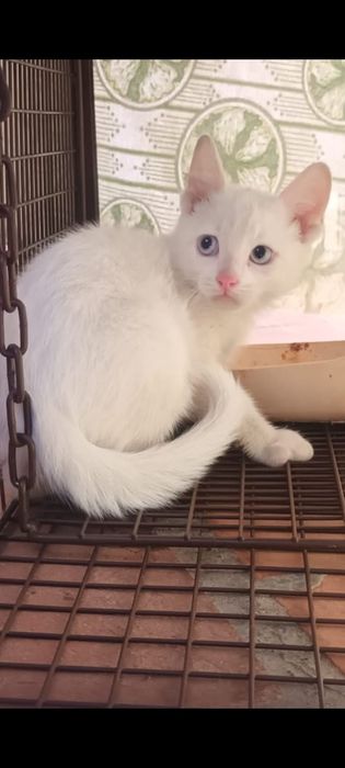 Gatinhos bebés para adoção