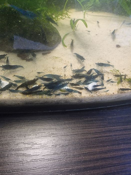 Sprzedam krewetki bluvelvet