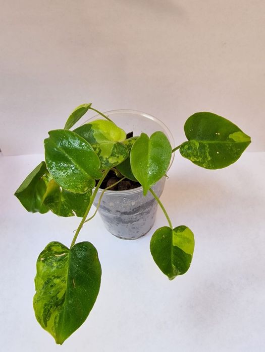 Philodendron burle marx variegata