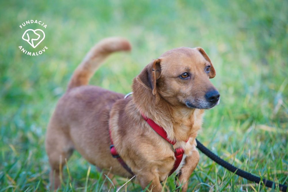 Cudowny i radosny mały psiak w typie jamnika