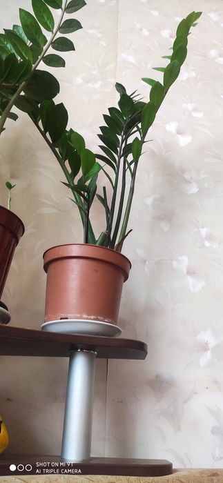 Щасливе Грошове Дерево для дому та офісу — символ процвітання та свіжо