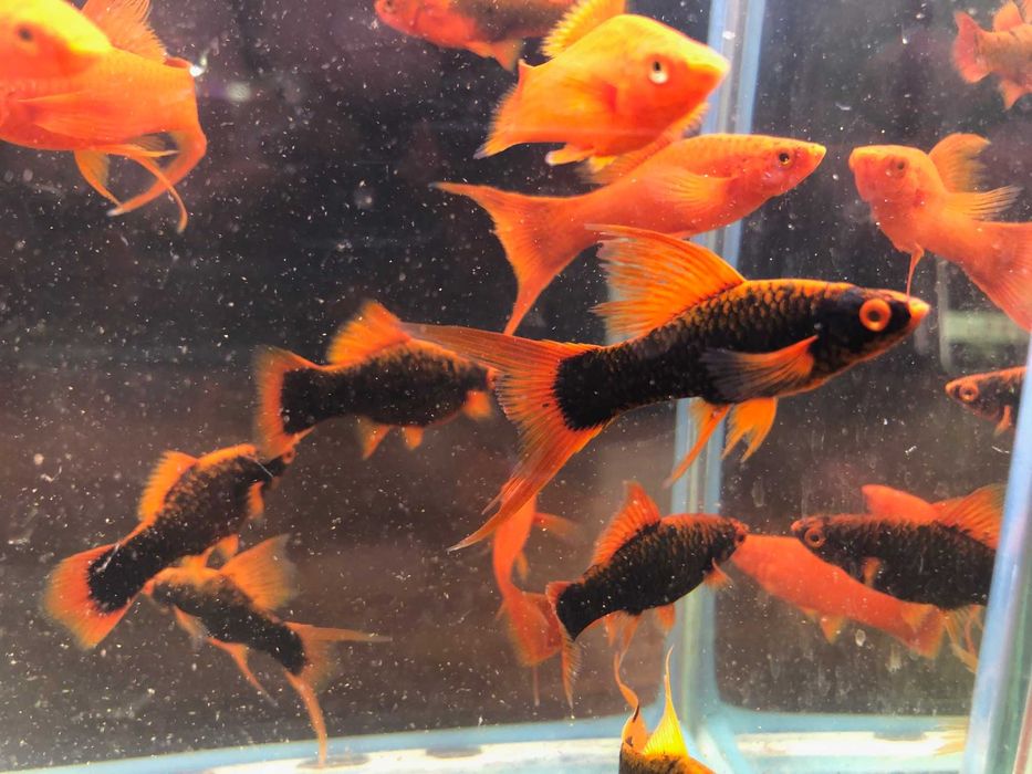 Alpha Mieczyk , Red Ruby