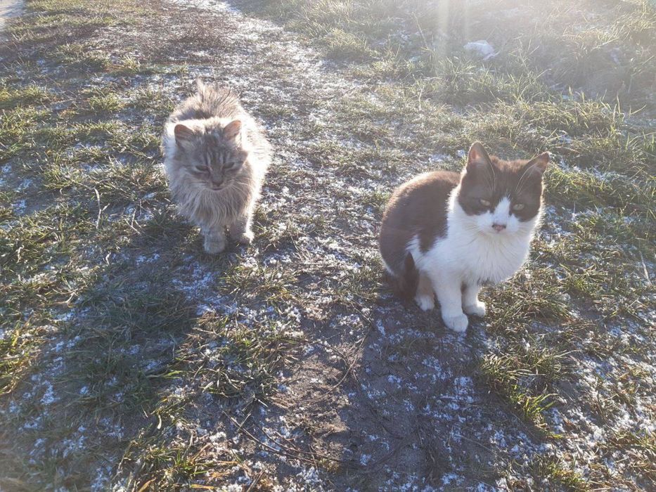 Котеня (Хлопчики/Дівчатка)