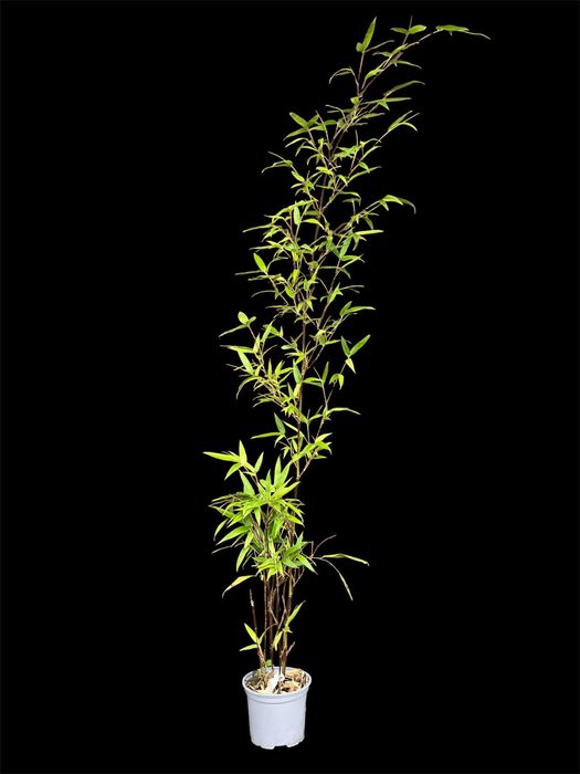 Bambus Phyllostachys Nigra (czarny bambus)