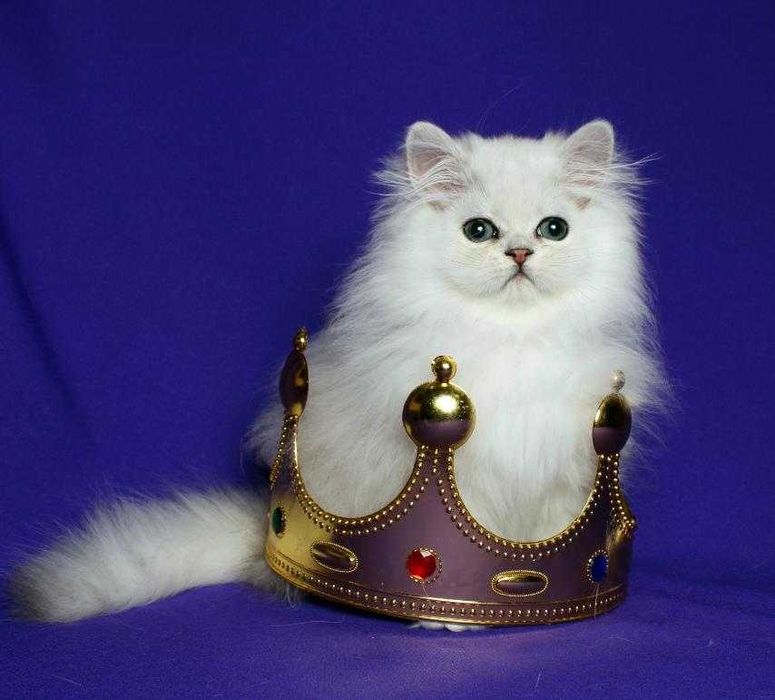 Персидський хлопчик Алекс