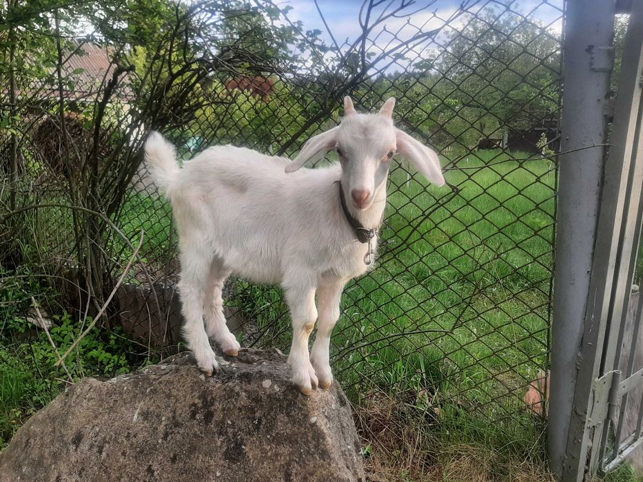 Продам п'ятимісячну козочку заанської породи