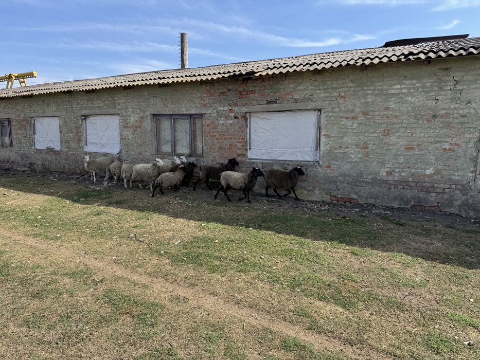 В продажі є молоді вівці, та барани. с.Полянецьке