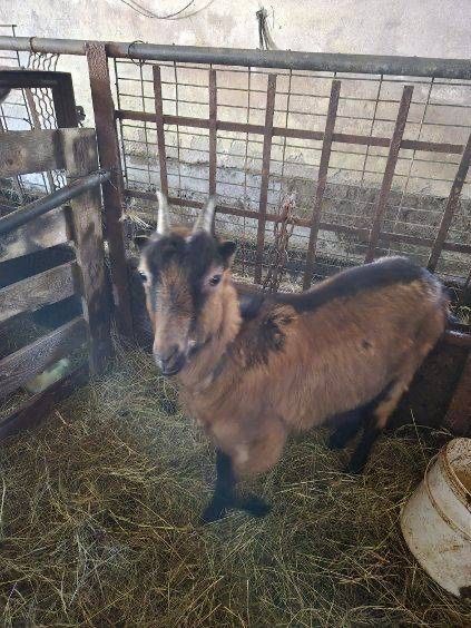 Koza mieszana alpejska