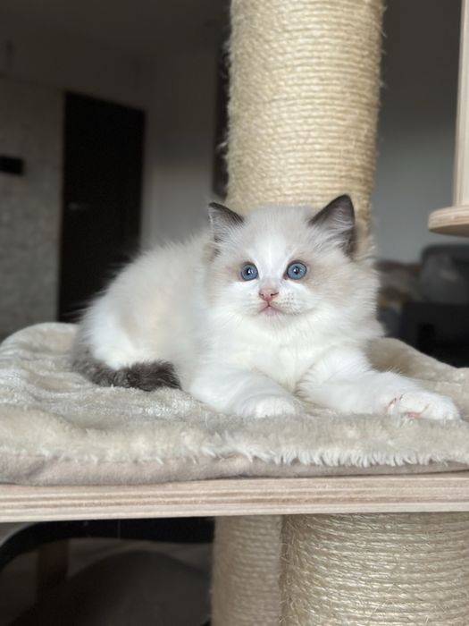 Kocurek ragdoll hodowlano wystawowy FPL