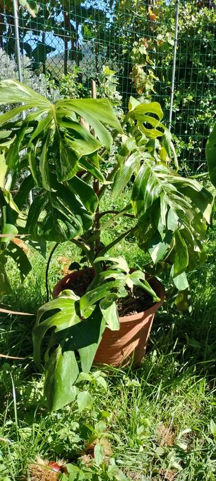 Monstera deliciosa variegata