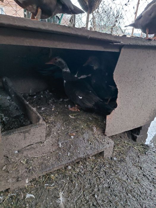 Продам домашню птицю