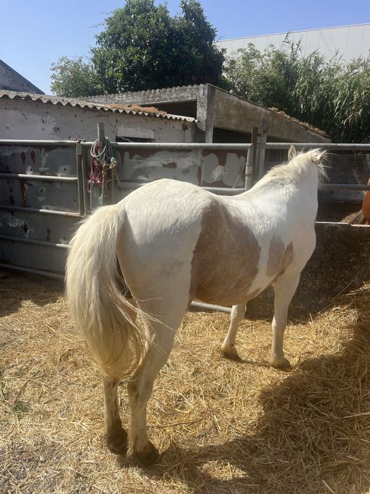 Duplo ponei palomino