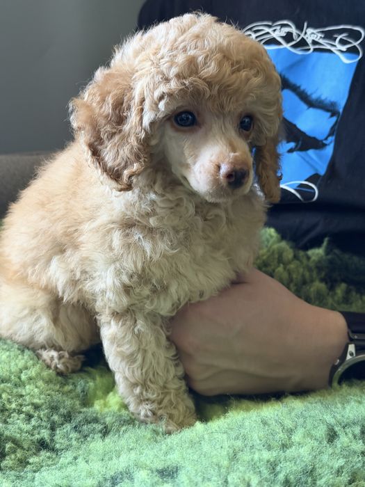 Pudel Miniatura/Toy ZKwP FCI