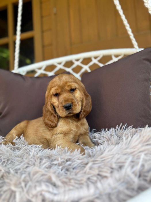 Cocker spaniel angielski Piesek