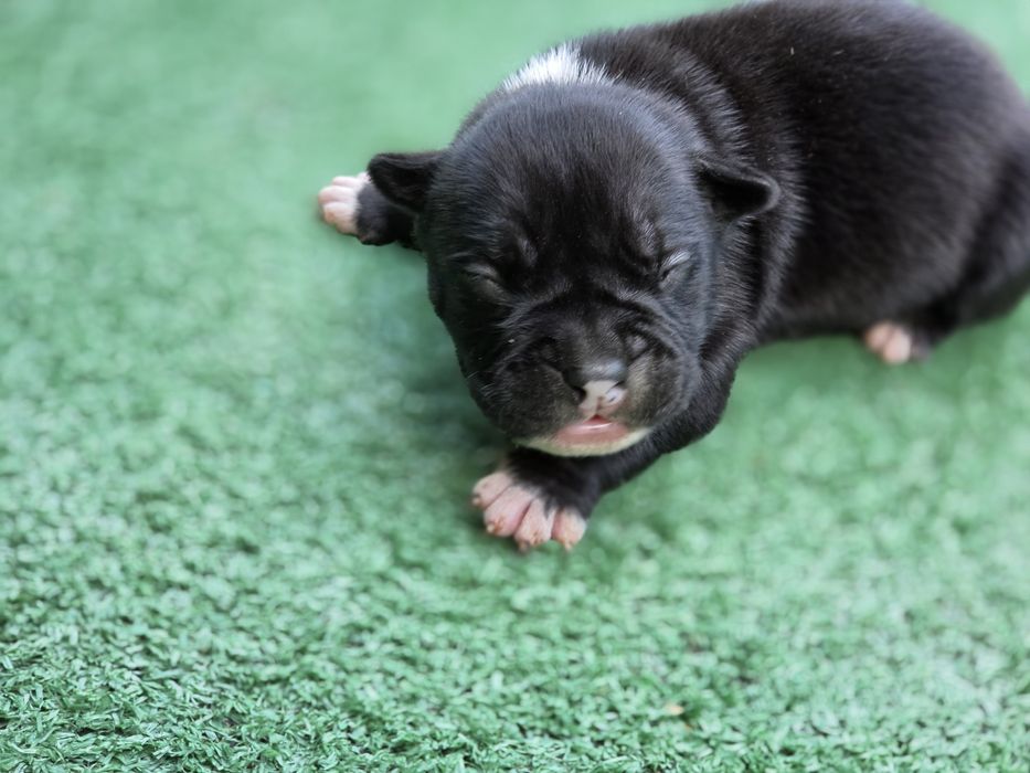 Piesek american bully  z metryką