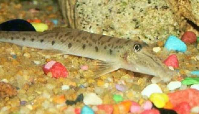 Cierniooczek Długonosy - Mułojad