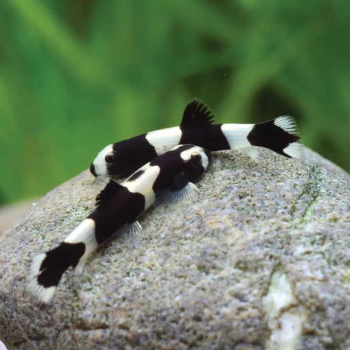 Bocja panda (Yaoshania pachychilus / Protomyzon) WYSYŁKA AKWAWIN