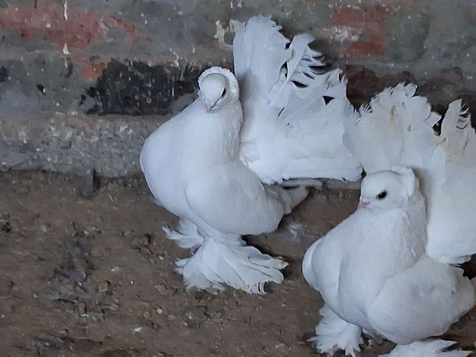 Omskie para parzysta