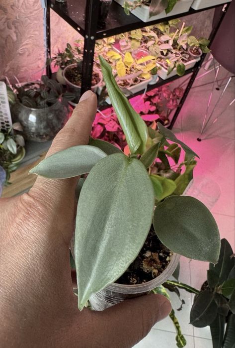 Philodendron Pink princess marble