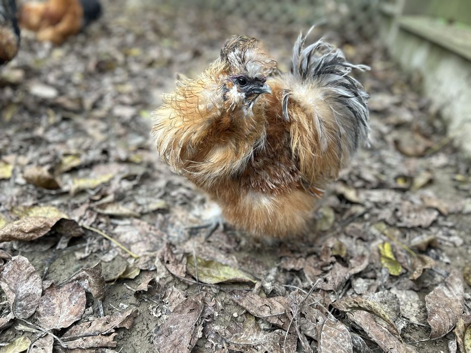 Kogut jedwabisty lokowany 2024