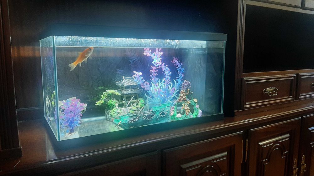 Vendo aquário com tudo incluído, bomba, aquecedor de água e cenário